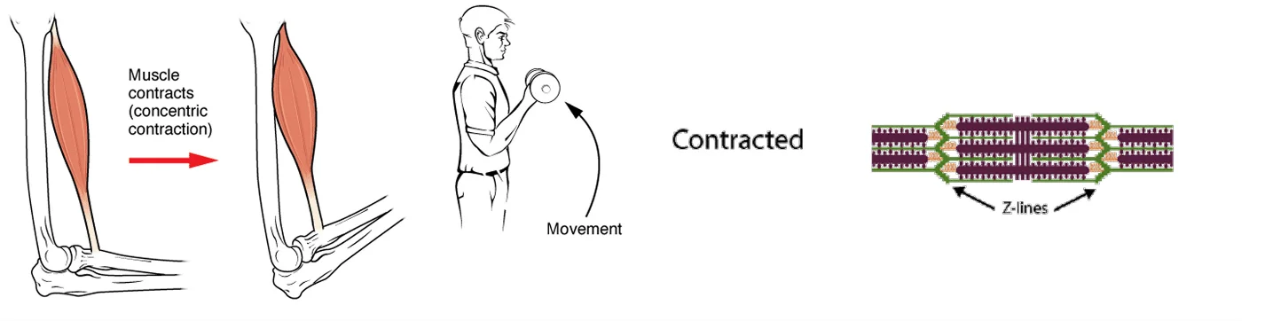 Exploring the Benefits of Isometric vs. Dynamic Resistance Training